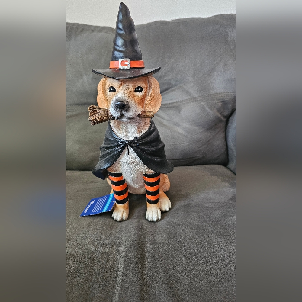 Halloween witch dog